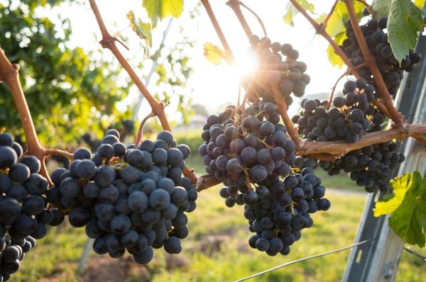 The best wine regions to visit during harvest season in 2026, ranked