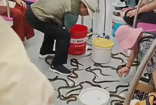 Skin-crawling moment dozens of eels escape bucket on train as passengers desperately try to catch slithery critters