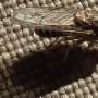 The bloodsucking insect with a saw for a mouth: How the tsetse fly bites through almost anything