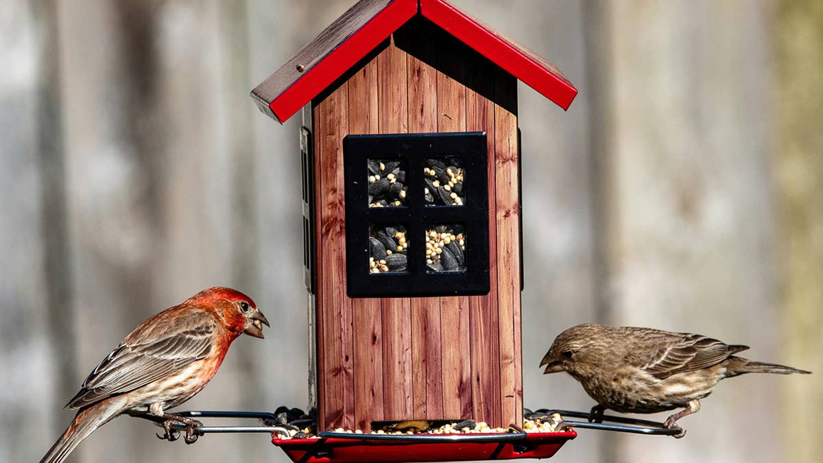 Backyard birdwatching costs as little as $2 with bird feeder deals up to 62% off