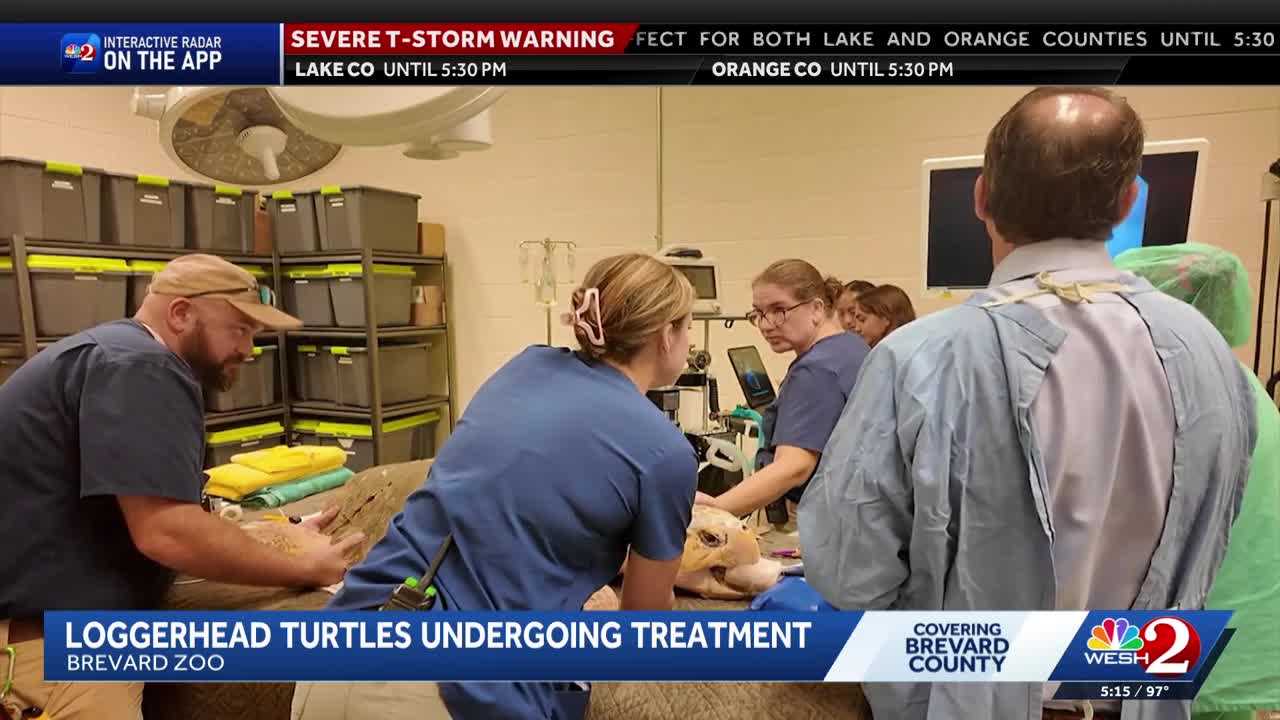 Discarded fishing gear poses deadly threat to sea turtles, Brevard Zoo says