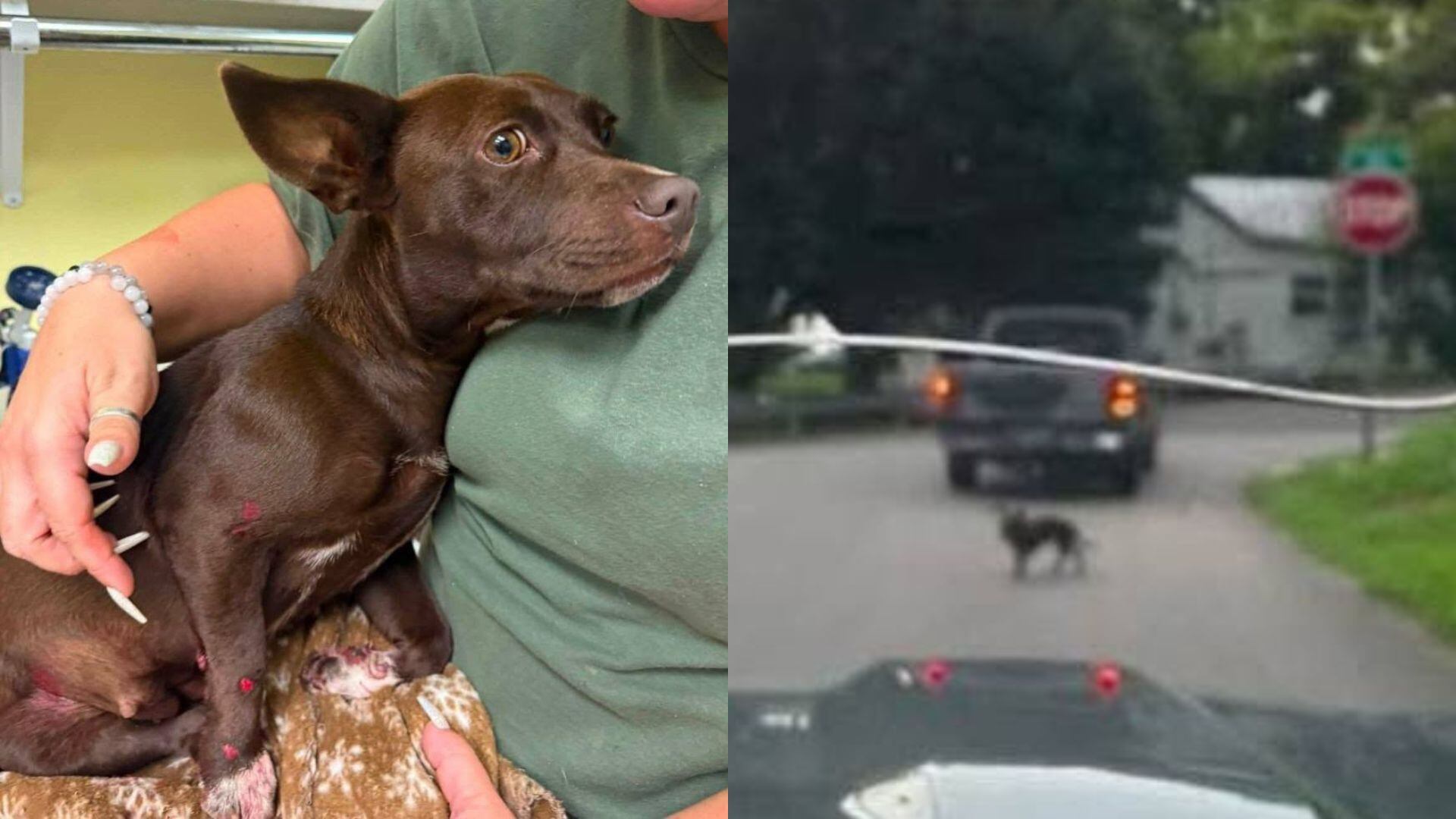 Dog found injured after allegedly being tied to and dragged behind a truck, animal services say