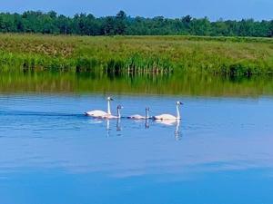 Great Wisconsin Birdathon, in its 15th year, breaks fundraising record