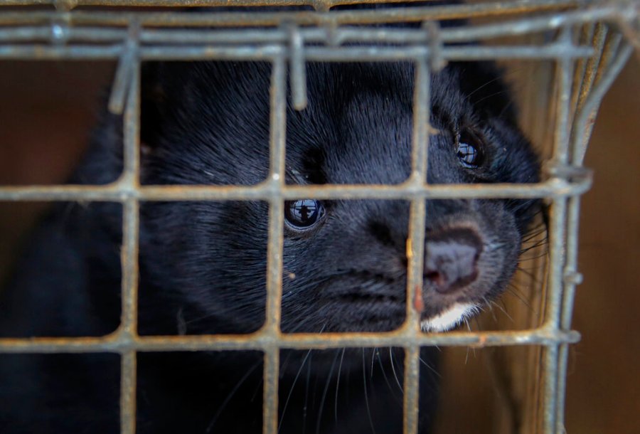 'They're still there': Activists warn of more mink raids after break-in at Oregon farm