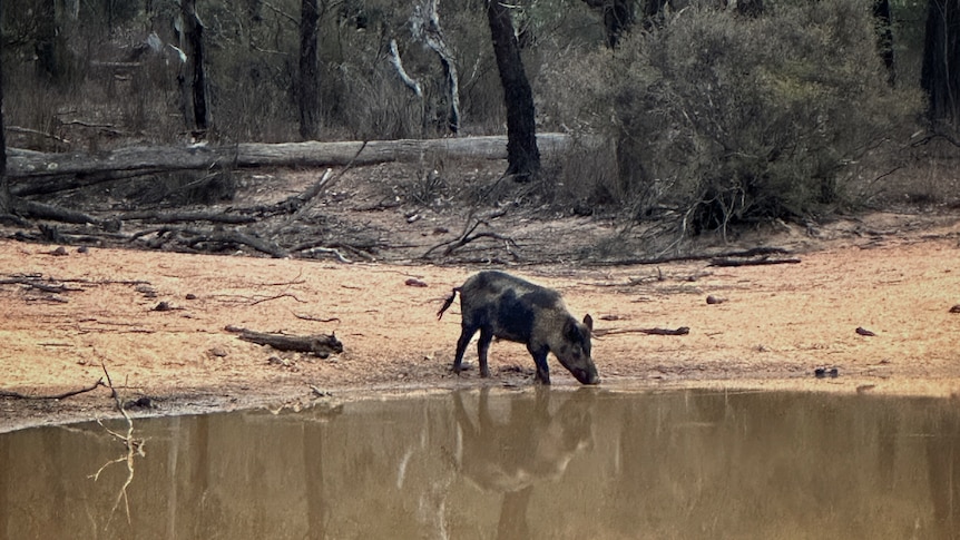 Minister says sitting out feral pig cull 'not fair' on neighbours