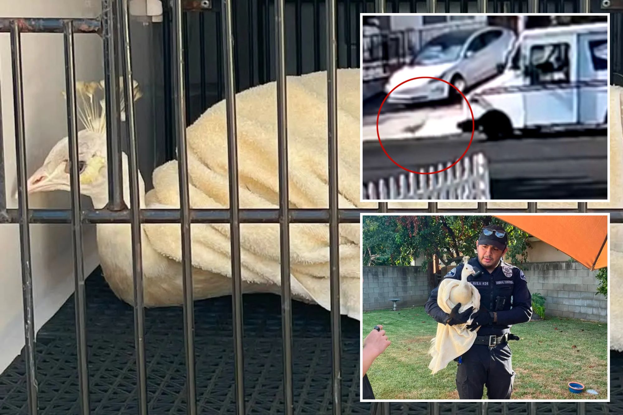 LA mailman caught attacking beloved neighborhood peacock — sparking fury from locals