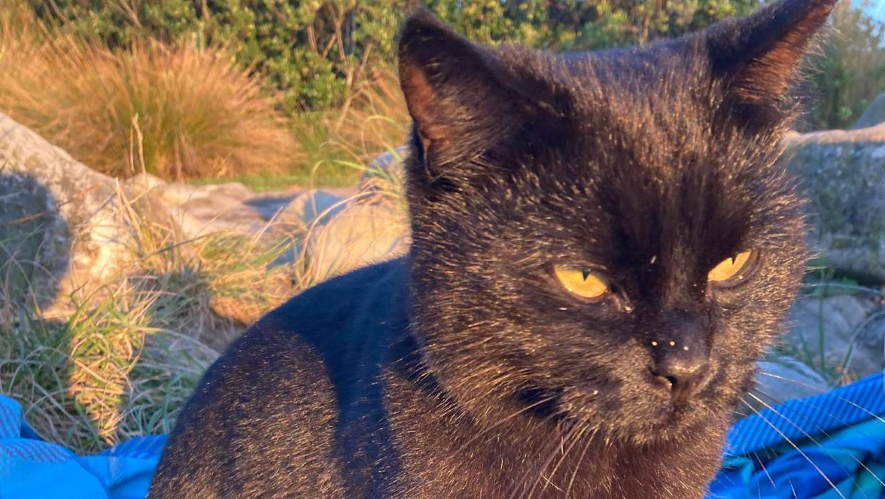 PM quiz: The Fall of the House of Usher and The Black Cat are short stories by who?