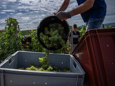 Champagne growers race to preserve quality in record-early harvest