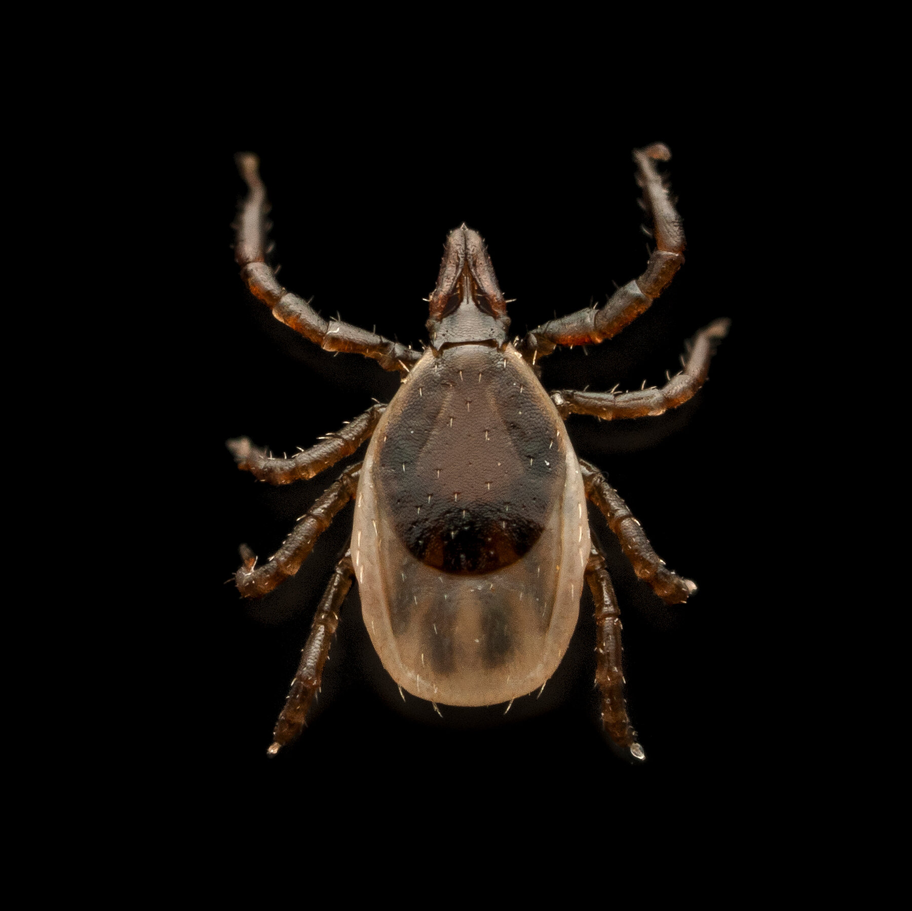 Can We Do Anything About Tick-Borne Diseases Like Alpha-Gal Syndrome?