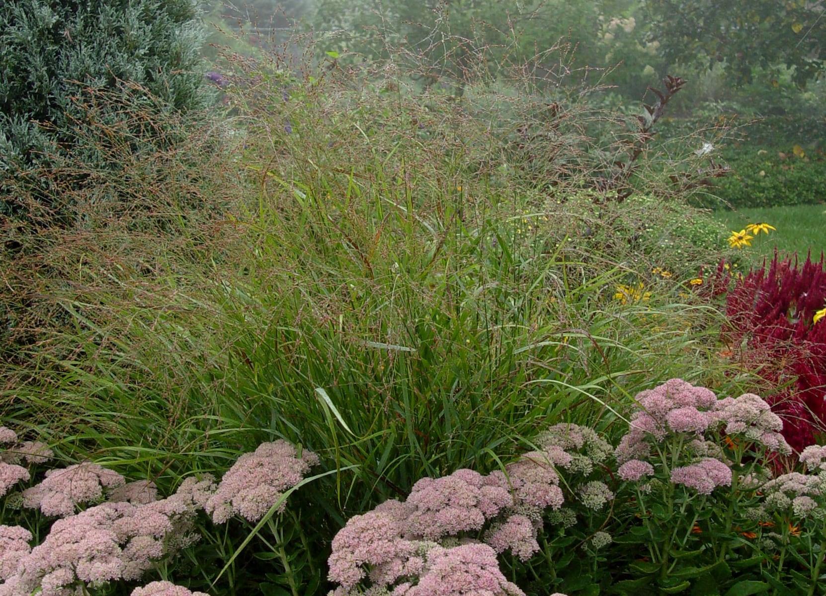 Pollinators need native grasses, too. Here are 10 of the best