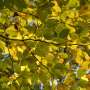 Drought stress in trees: What to expect and what to do