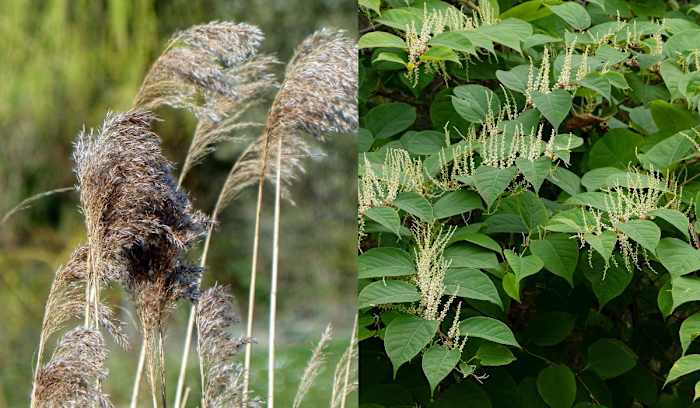 Oakland County to begin invasive plant removal along major roadways