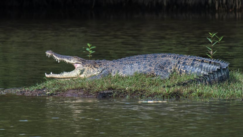 Water activities at Pandan Reservoir suspended after crocodile sighting