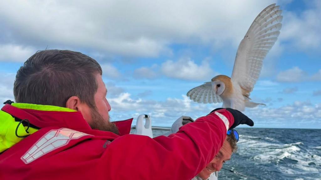 The owl who was rescued at sea in a beautiful Army boat