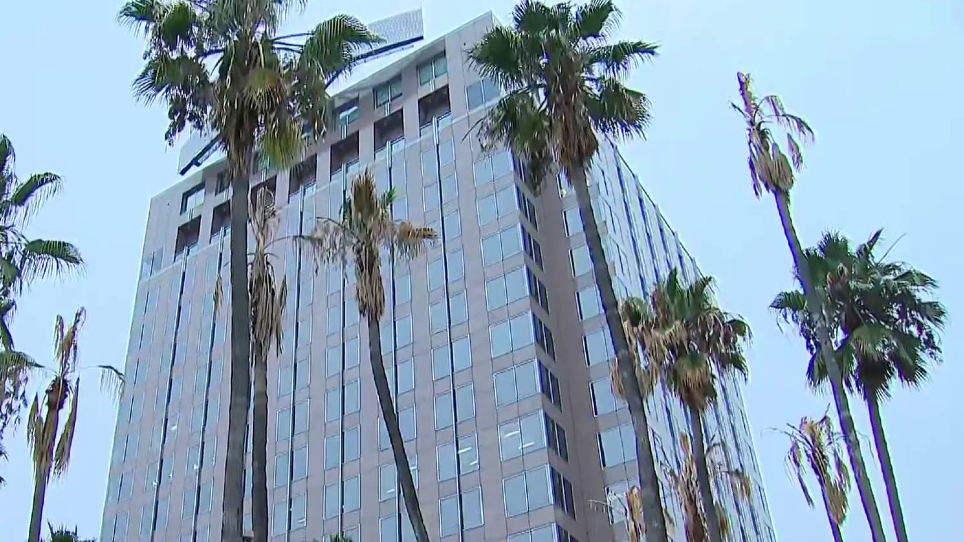 Emergency removal of trees in San Jose's Circle of Palms