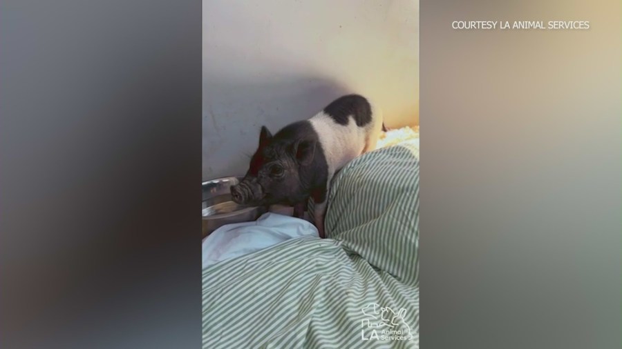 Viral West Hollywood piglet Wilbur now up for adoption