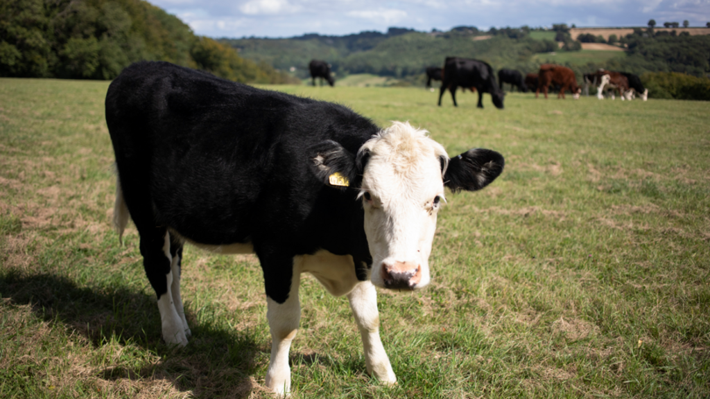 Animal movement restricted as bluetongue spreads in south Scotland