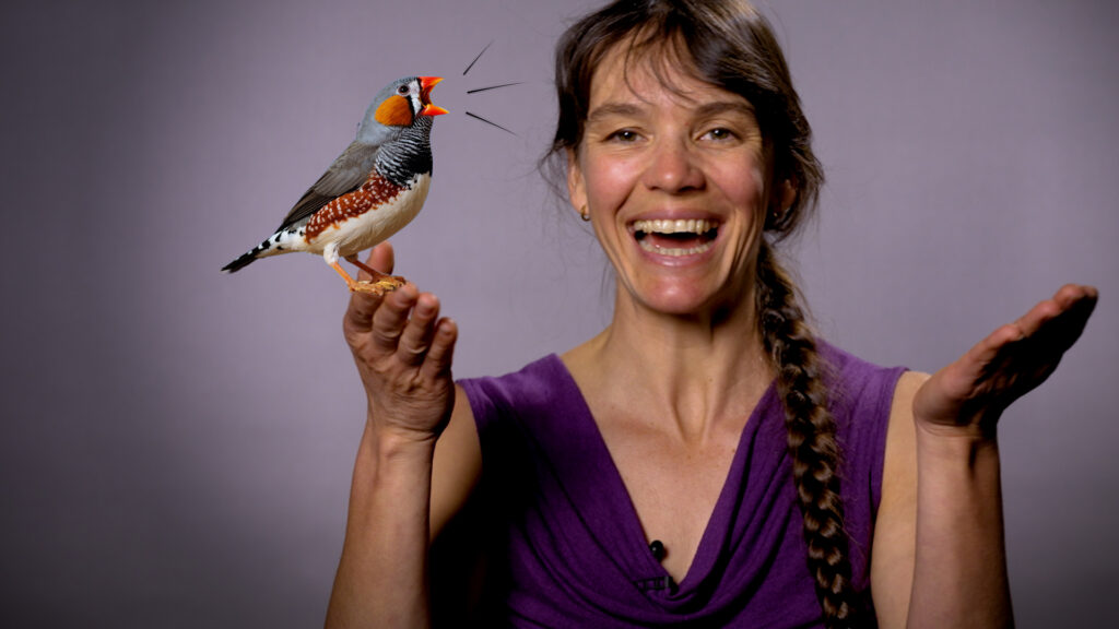 Watch: Decode the chatter of birds with a Berkeley neuroscientist