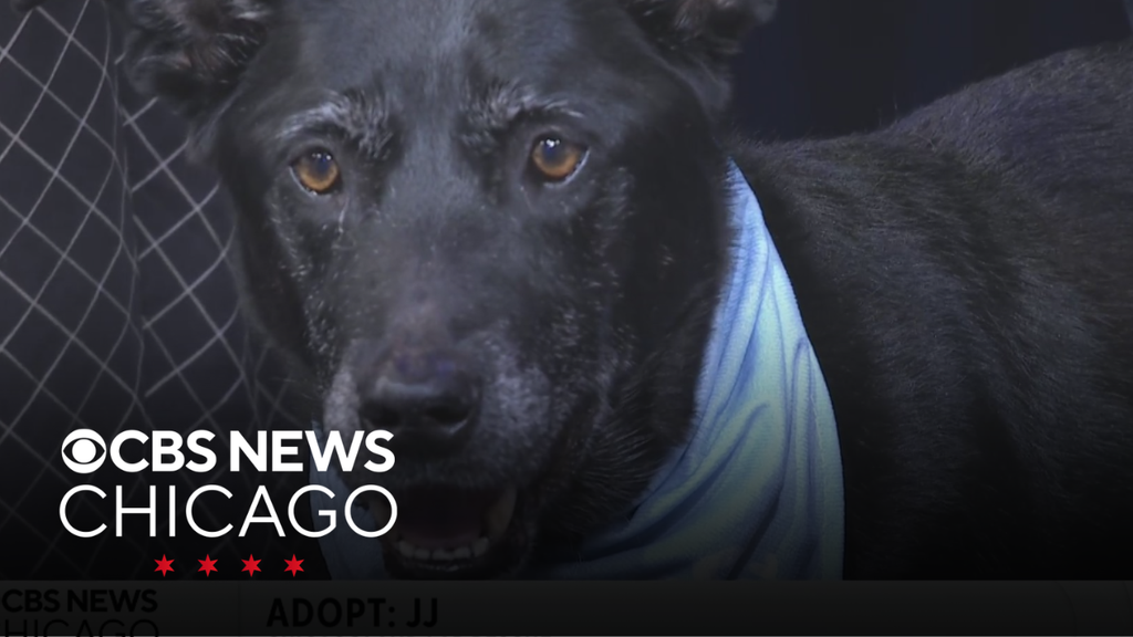 Adopt JJ from the Chicagoland Lab Rescue