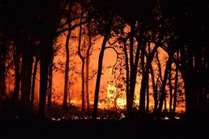 How much more could burn thanks to wildfires?