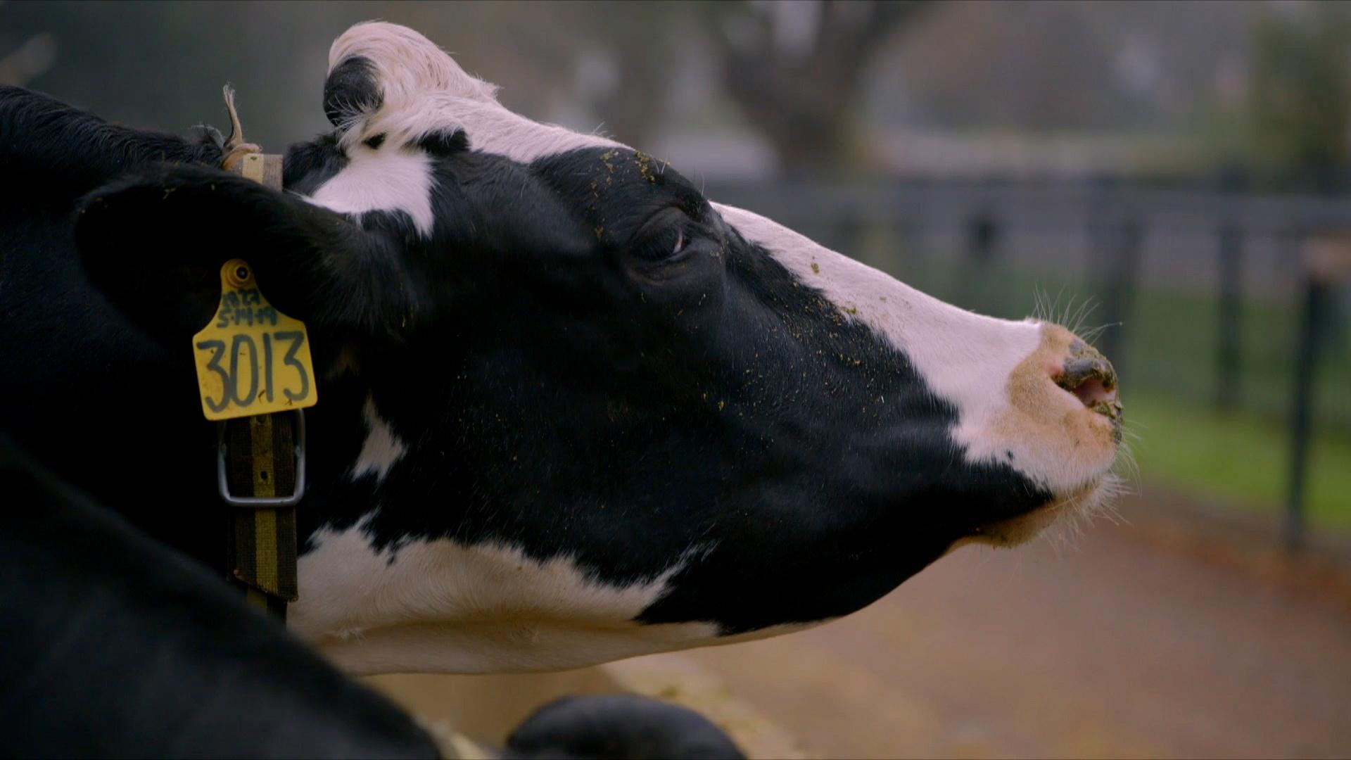Fighting Cow Methane With Seaweed
