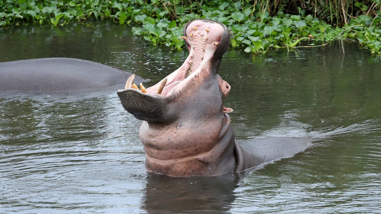 Agitated hippo tries to sink teeth into safari vehicle