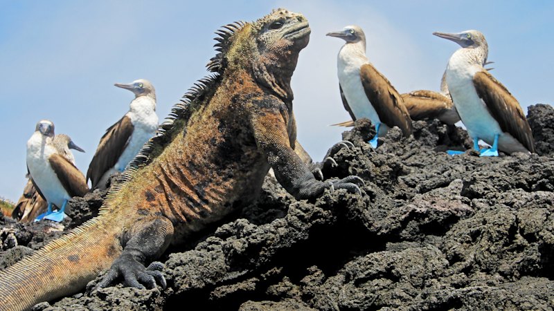 Curious encounters in the Galapagos – and not just with the wildlife