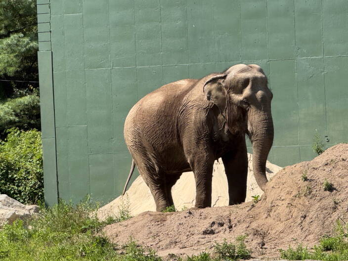 Massachusetts is home to just one living elephant. Activists want to send her to a sanctuary.