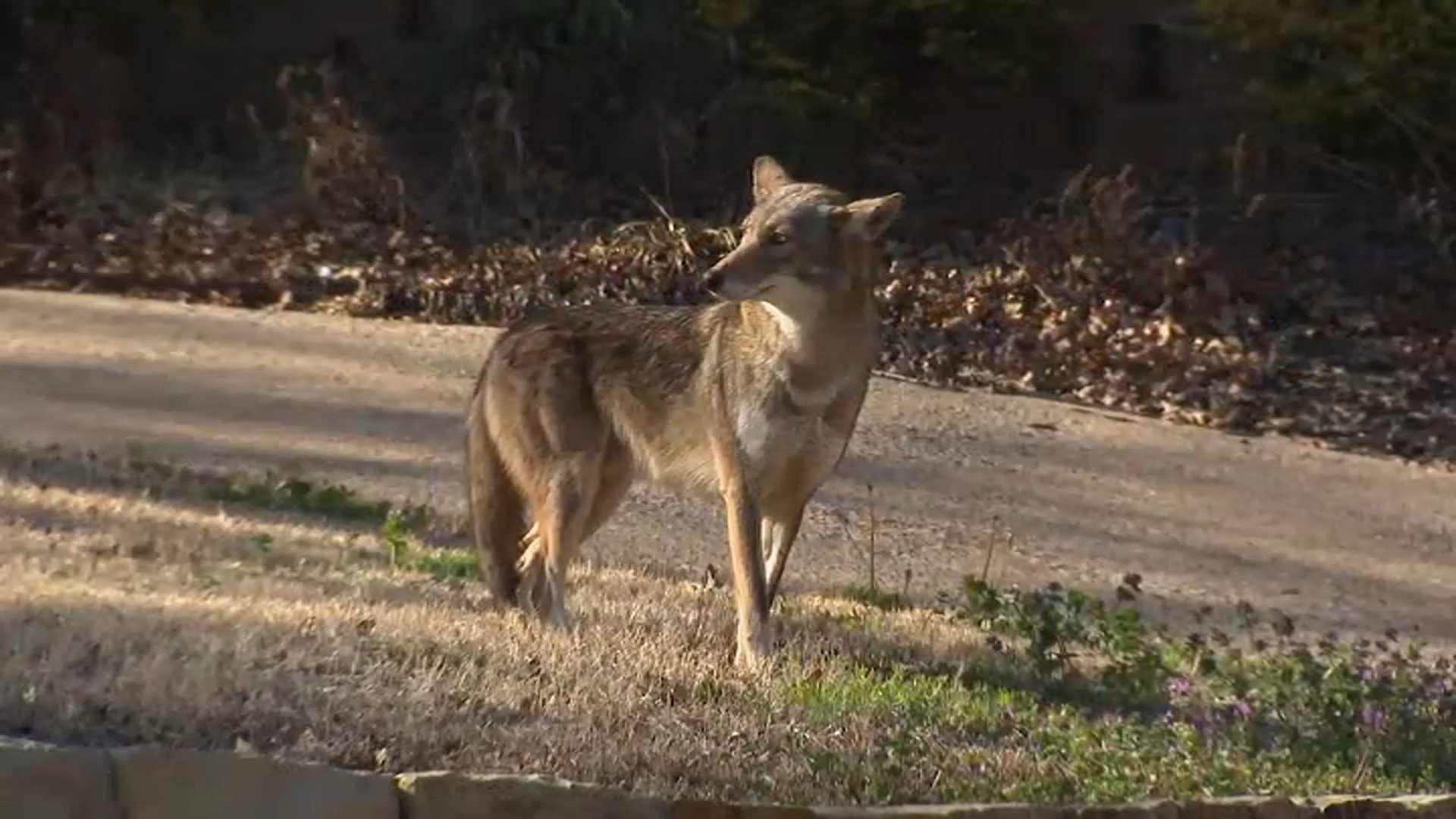 Dog assumed dead after being grabbed by coyote from north suburban yard