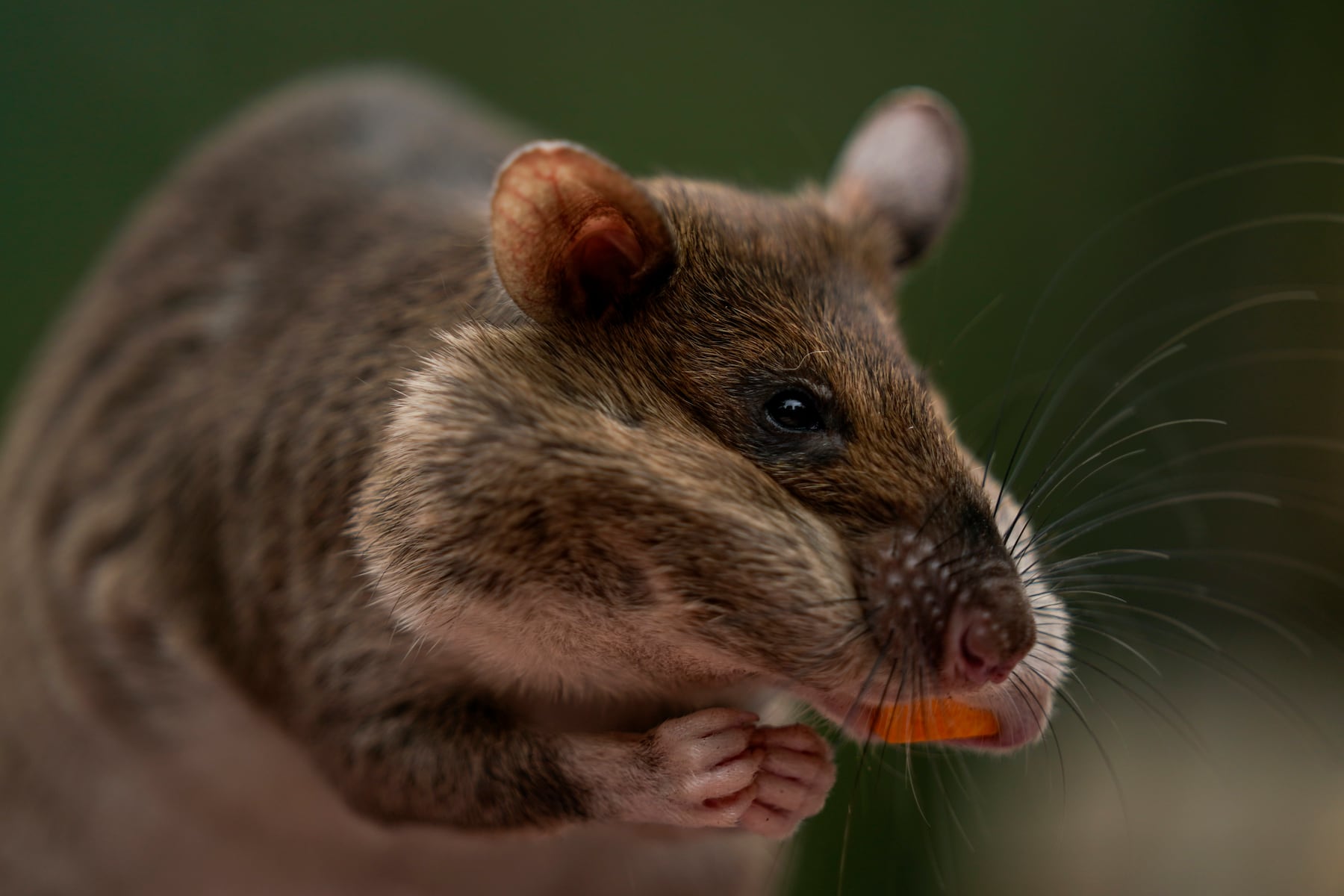 The remarkable rats saving lives by detecting landmines with their noses just arrived at a California zoo
