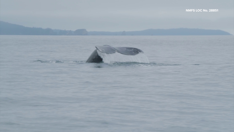 Record gray whale deaths hit close to home for Makah Tribe