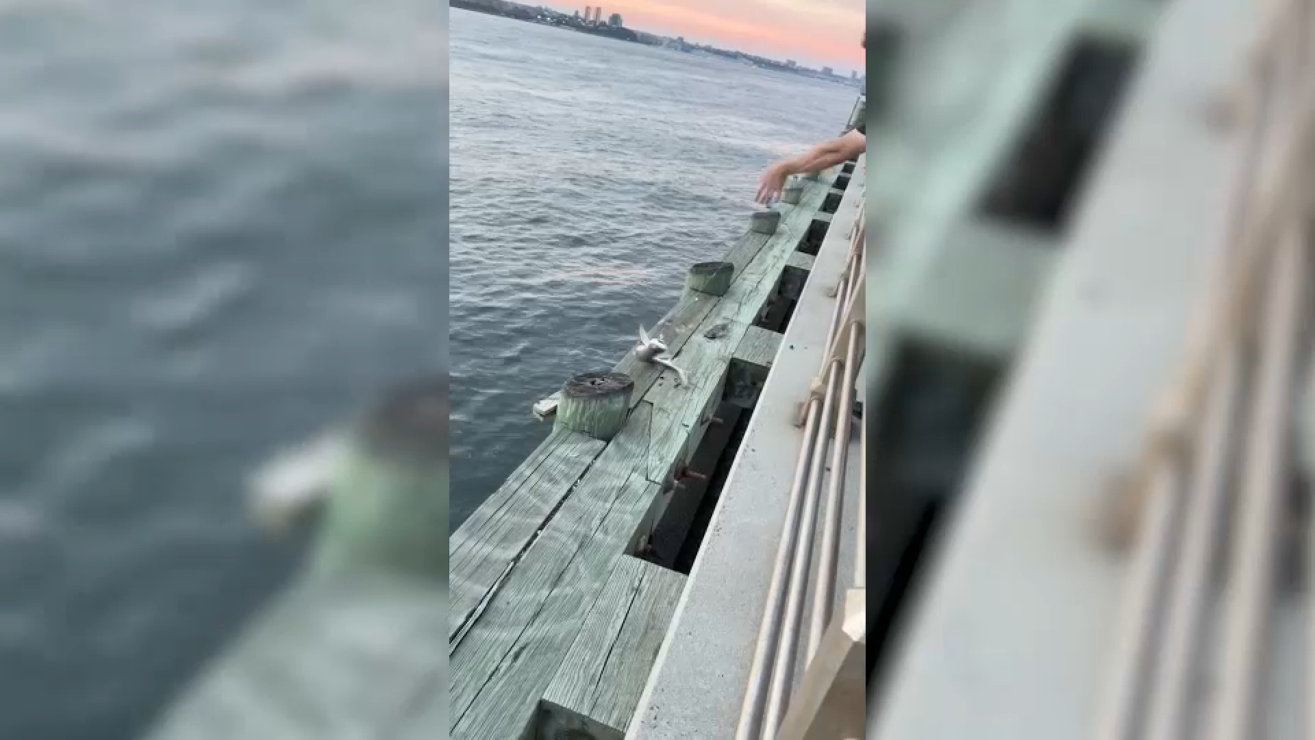 Little shark pulled from the Hudson River around New York City