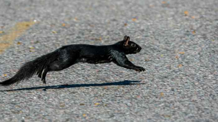 Black squirrels are supposed to be rare. So why does Michigan have so many?