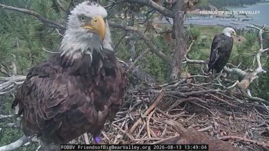 Shadow the Big Bear bald eagle's new companion officially has a name