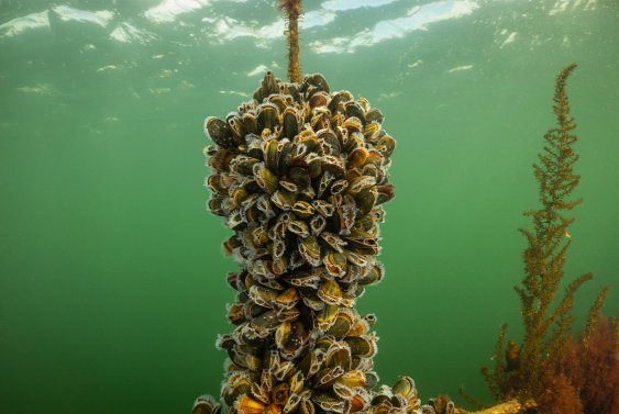 Even Mussels Get Scared