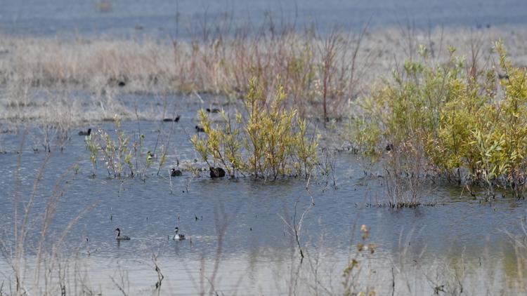 Nearly 14,000 birds have died in botulism outbreak at wildlife refuge on Oregon-California border