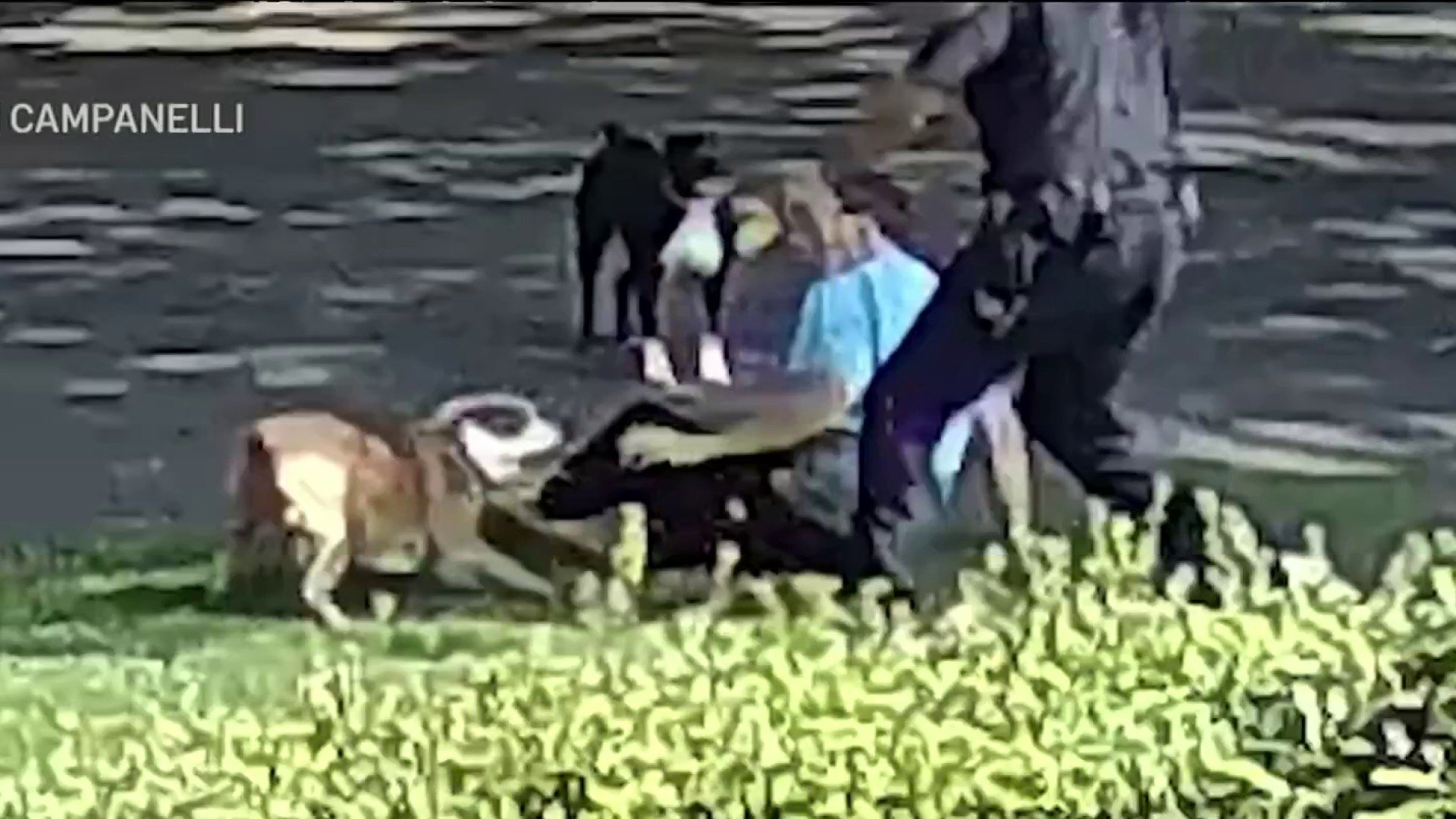 Long Island neighborhood on edge after ‘unprovoked' dog attacks