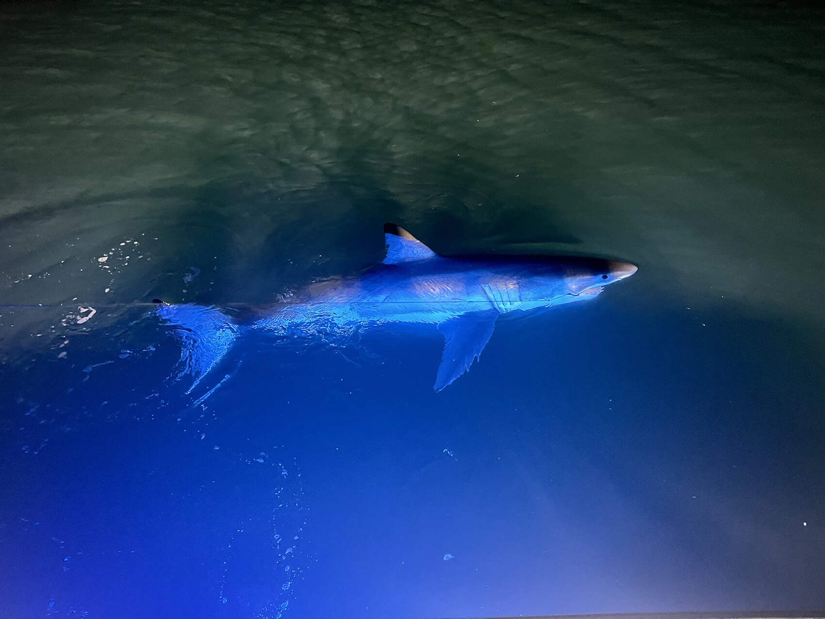 As white sharks are spotted in Maine waters more frequently, beachgoers adjust to sharing