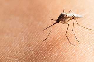 State confirms first human case of West Nile virus