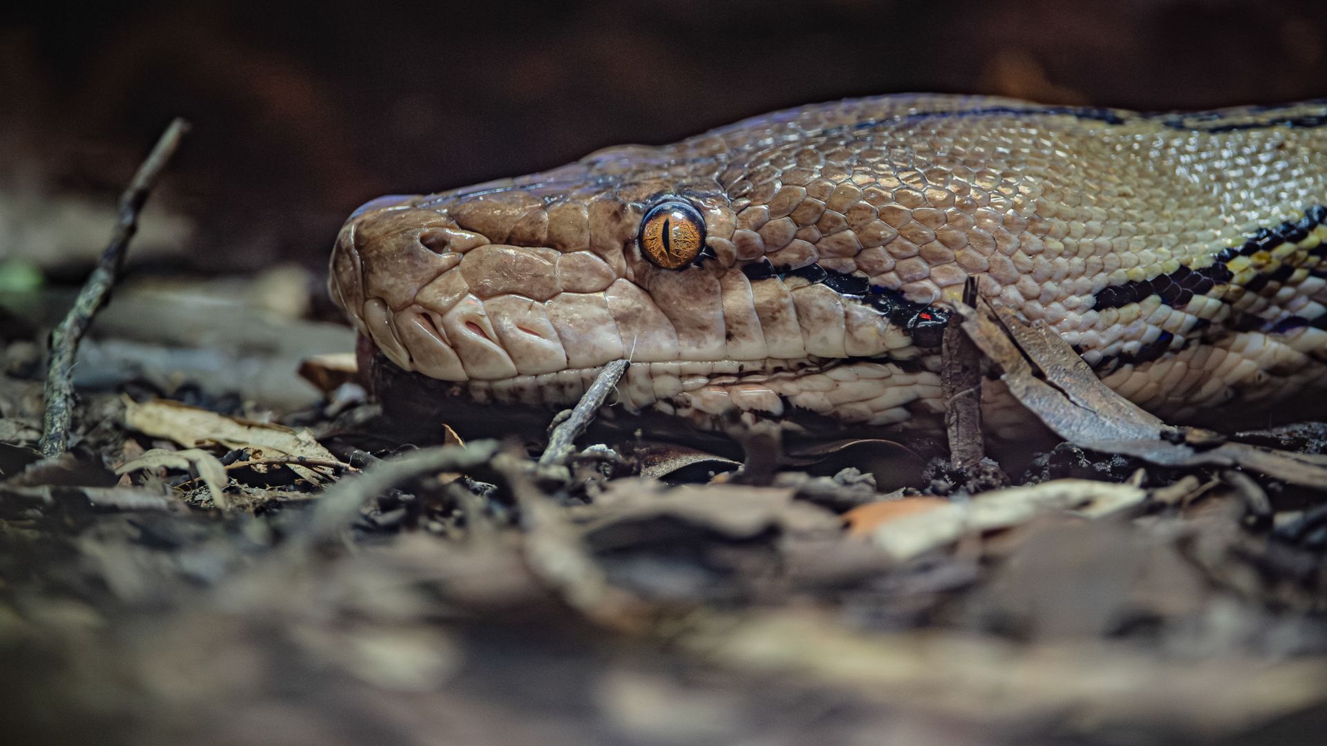 Jodie Foster the snake gets world-first cancer treatment