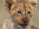 CHRISTOPHER STEVENS' five-star review of Lion: Africa as only the lions have seen it before - and it's utterly exhilarating