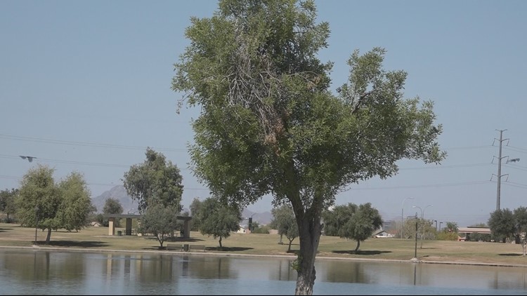 'Águila' to replace 'César Chávez' as name of Phoenix park, community center