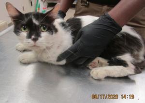 Meet (pent3): Pet of the Day