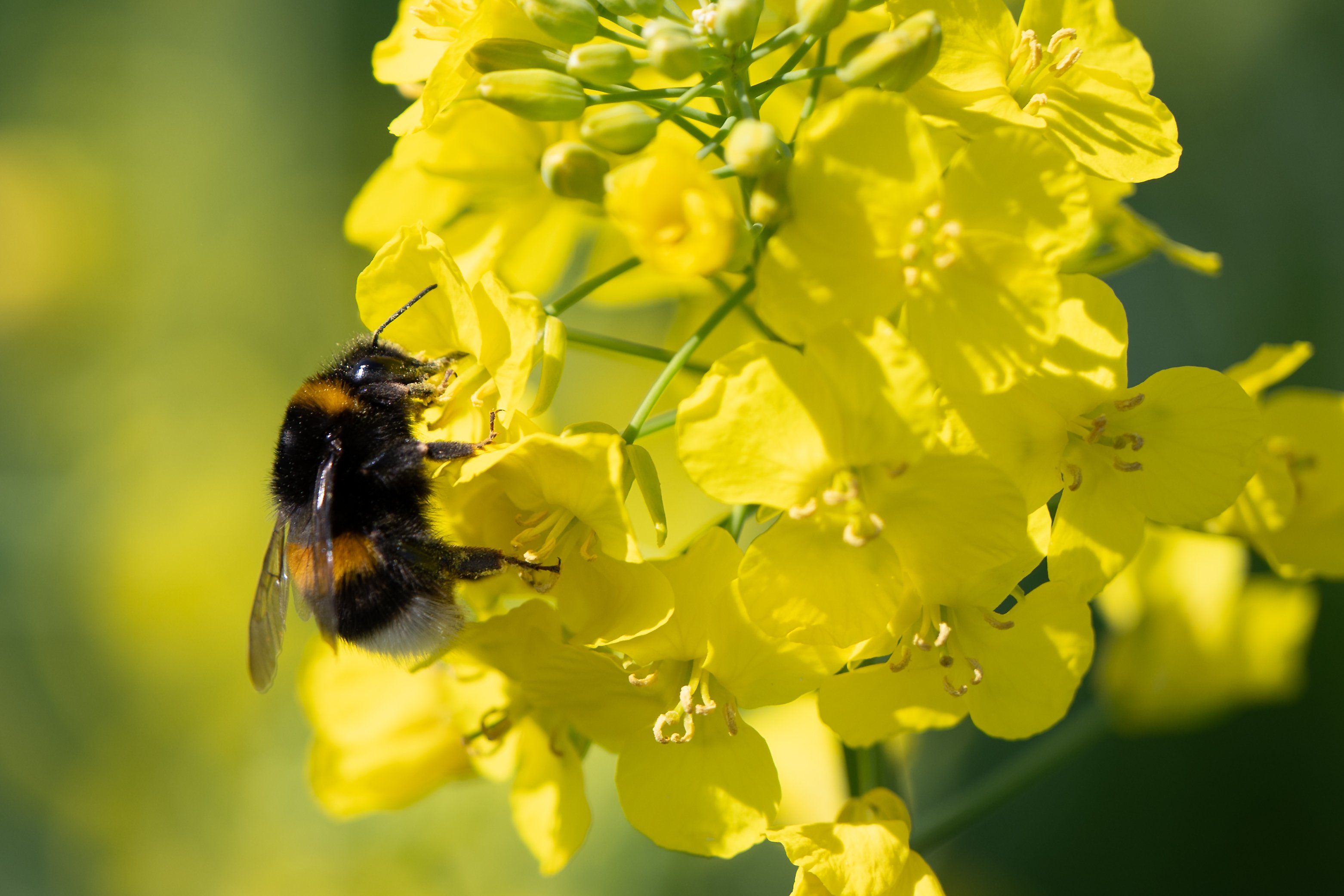 Bee the change: Californians asked to choose a State Bee