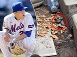 Disgusted Mets fans capture vile moment raccoon living under Citi Field stands helps itself to peanuts