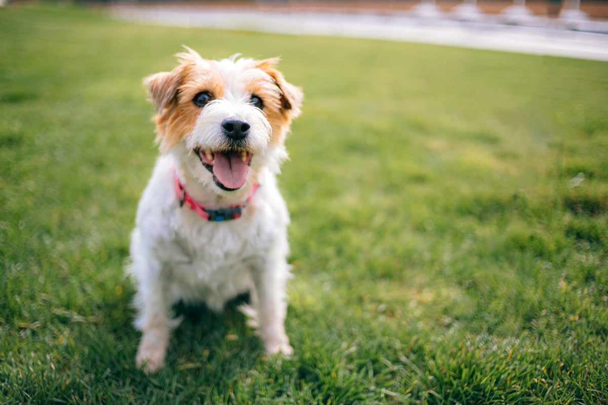 Expert tips to support your puppy’s early development
