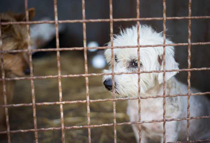 Deltona considers stricter penalties for abandoning animals, with fines reaching $7,500