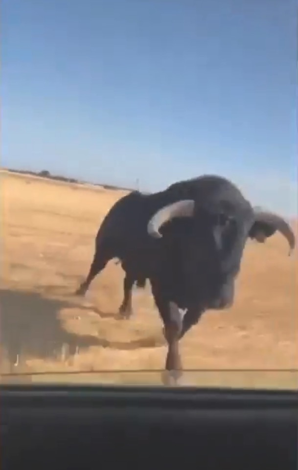 Terrifying moment bull rams moving car & smashes through window with horns as beast gets trapped inside with passengers