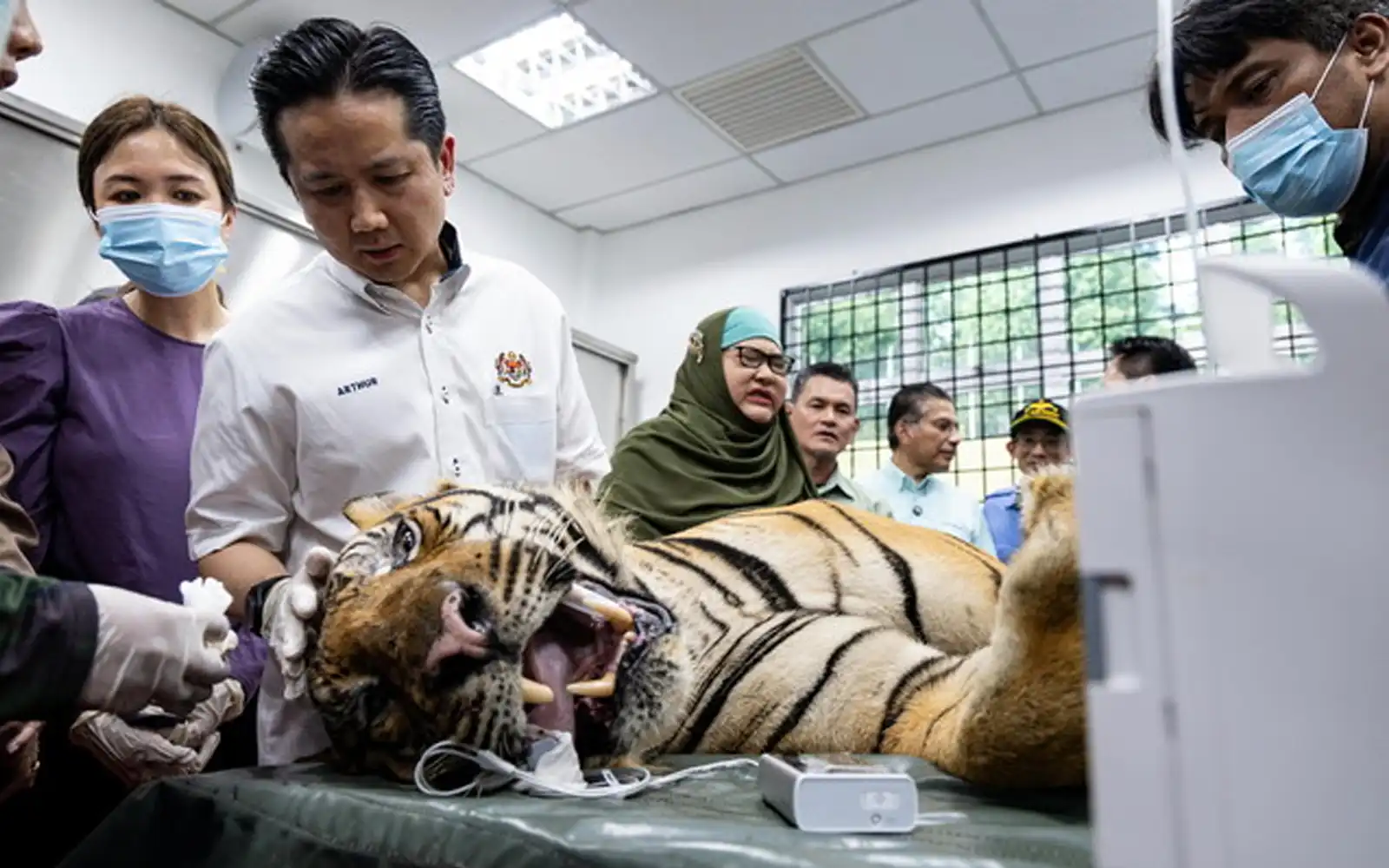 Captured tiger Yong Choh to be released into the wild next month
