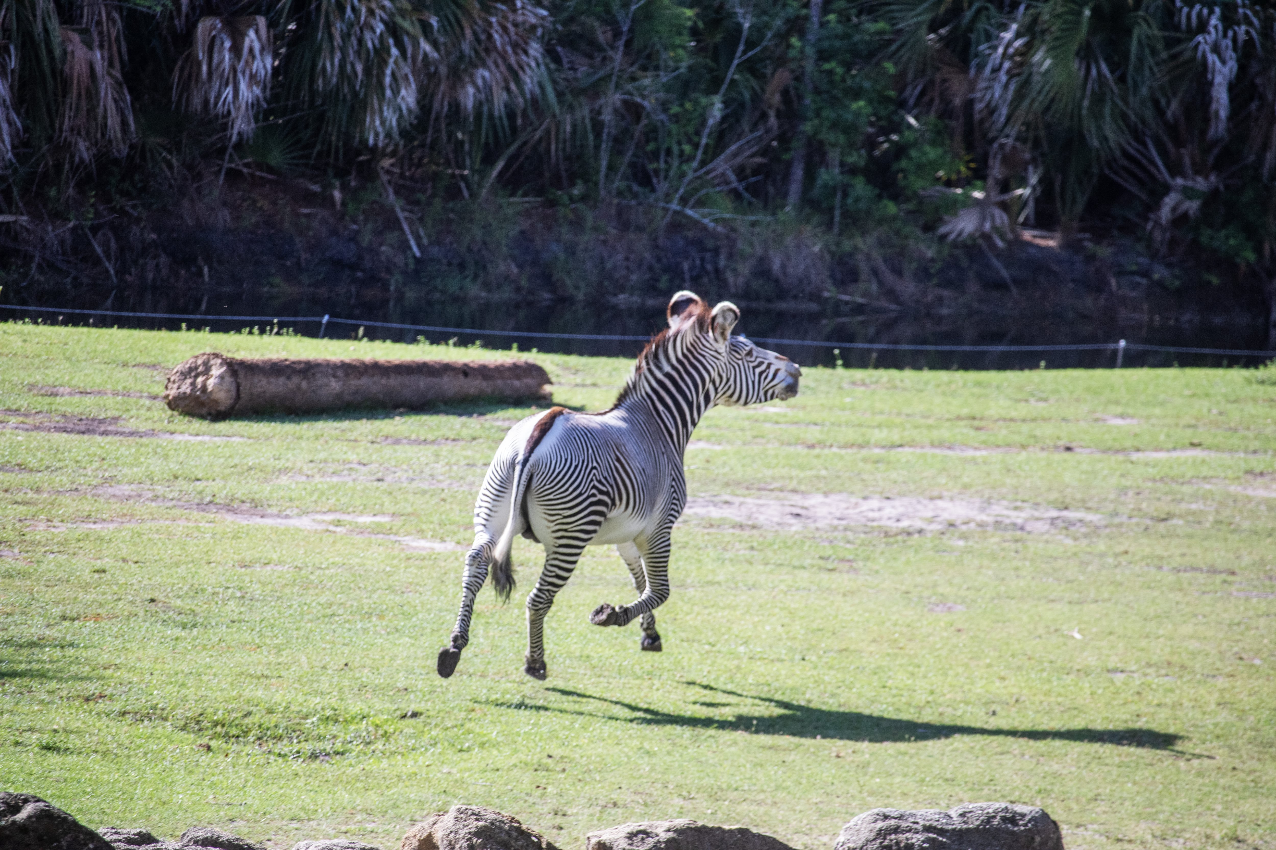 Brevard Zoo will offer free admission to kids ages 11 and younger in September